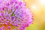 flower2-Icon