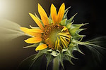 nature-3113318_640