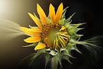 nature-3113318_640